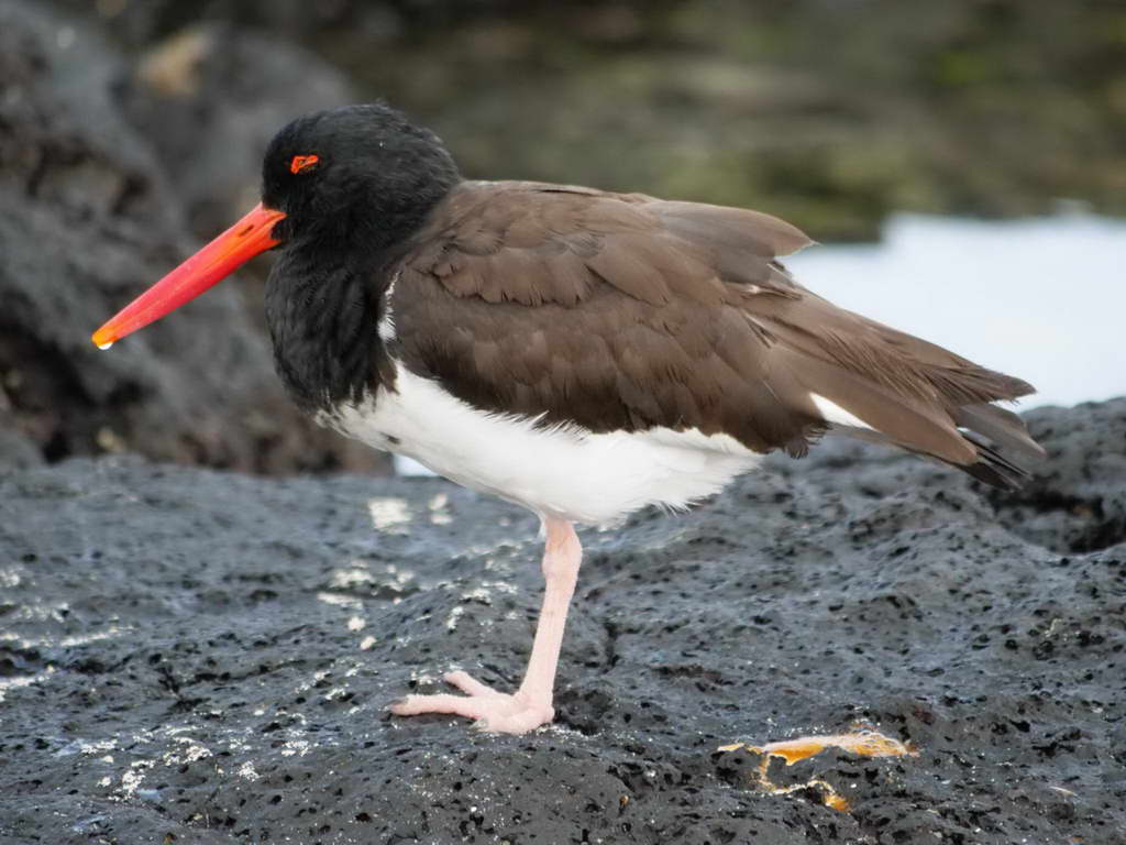 Süd- & Nordamerika 07-2017