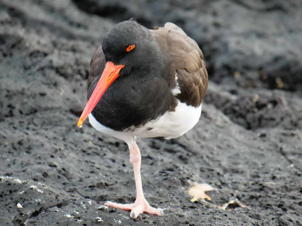 Süd- & Nordamerika 07-2017