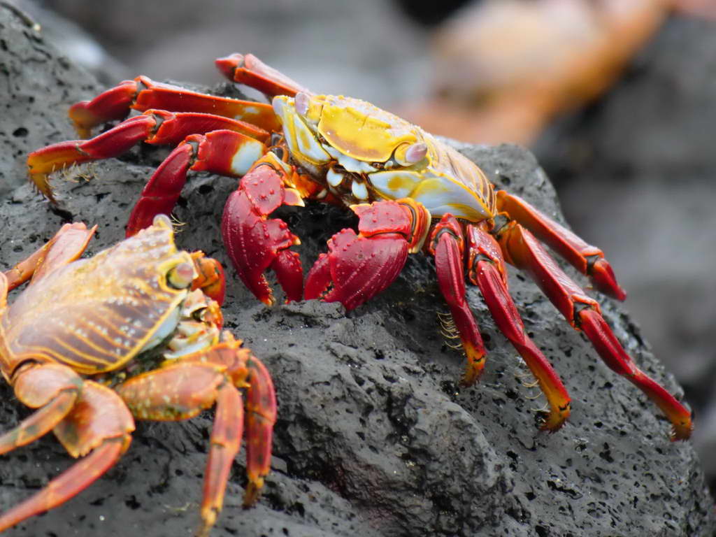 Süd- & Nordamerika 07-2017