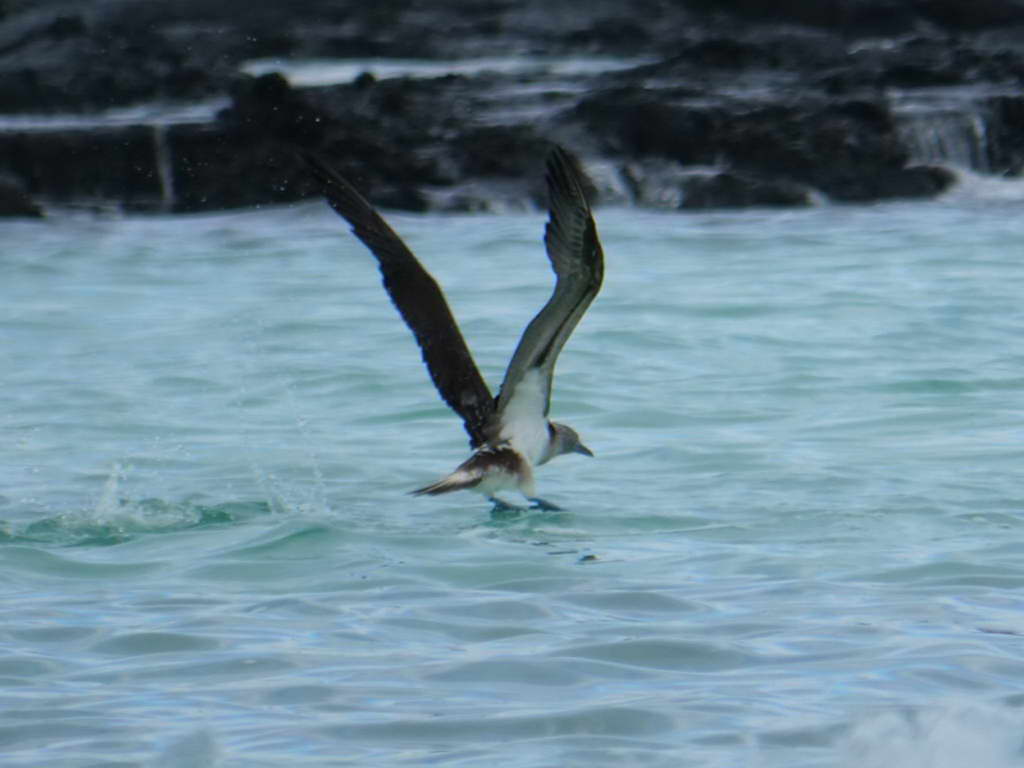 Süd- & Nordamerika 07-2017