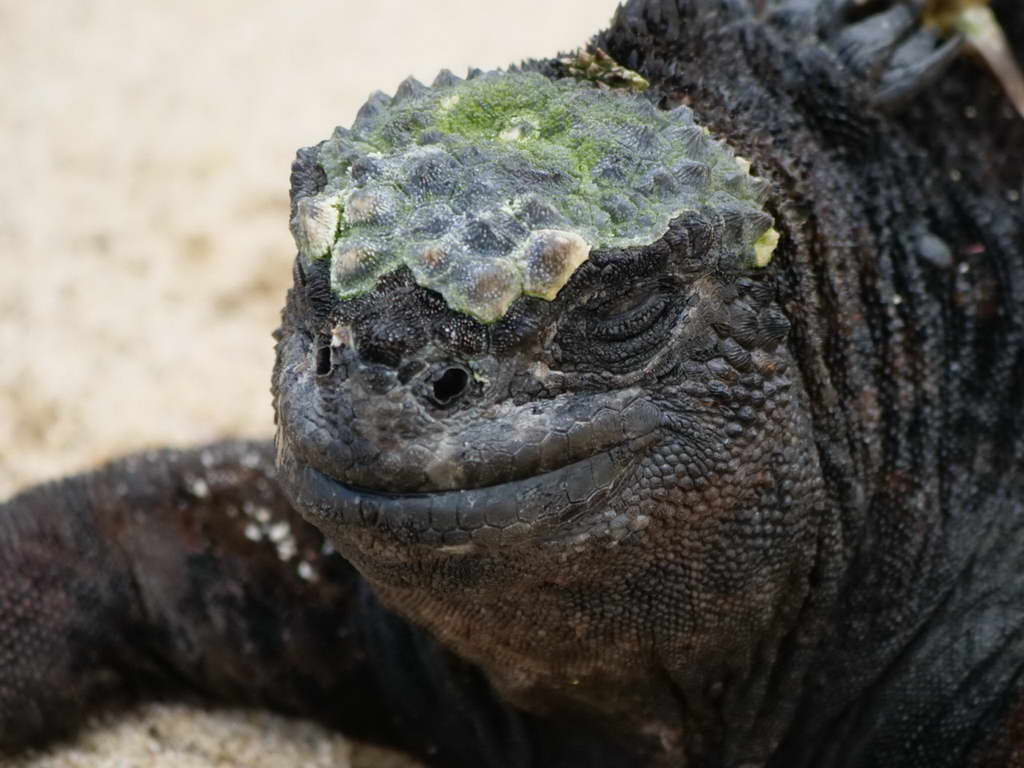 Süd- & Nordamerika 07-2017