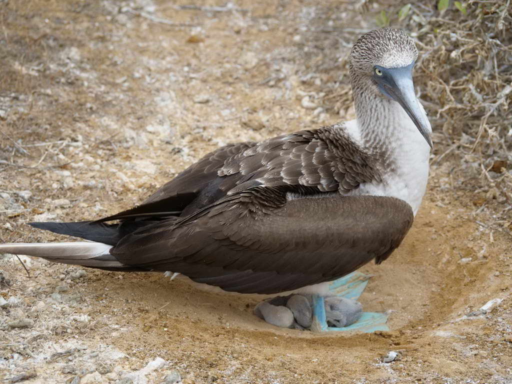 Süd- & Nordamerika 07-2017