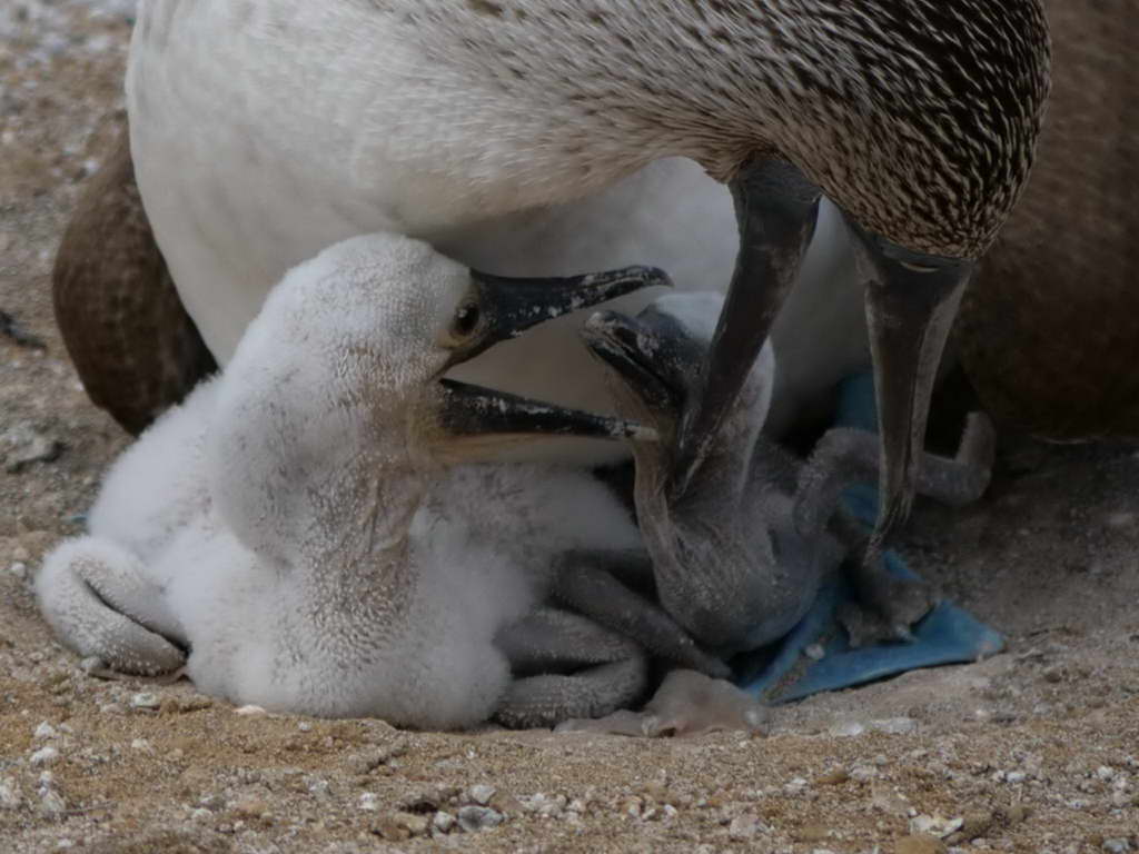 Süd- & Nordamerika 07-2017