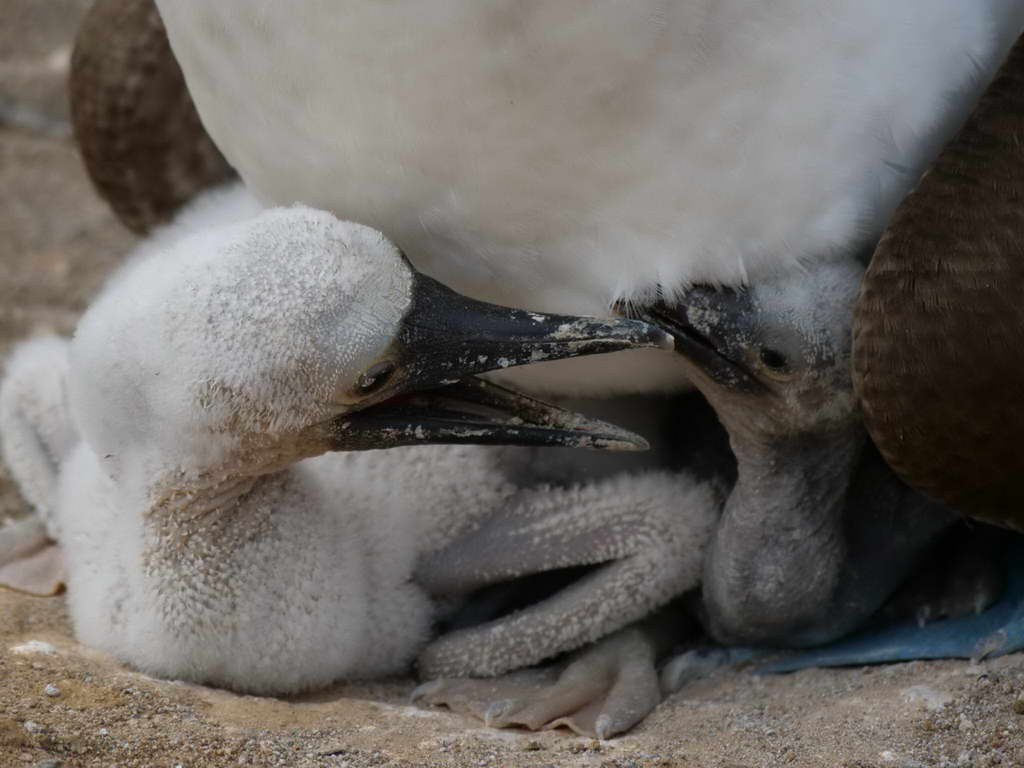 Süd- & Nordamerika 07-2017