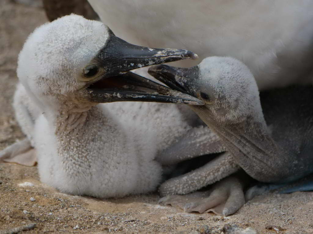 Süd- & Nordamerika 07-2017