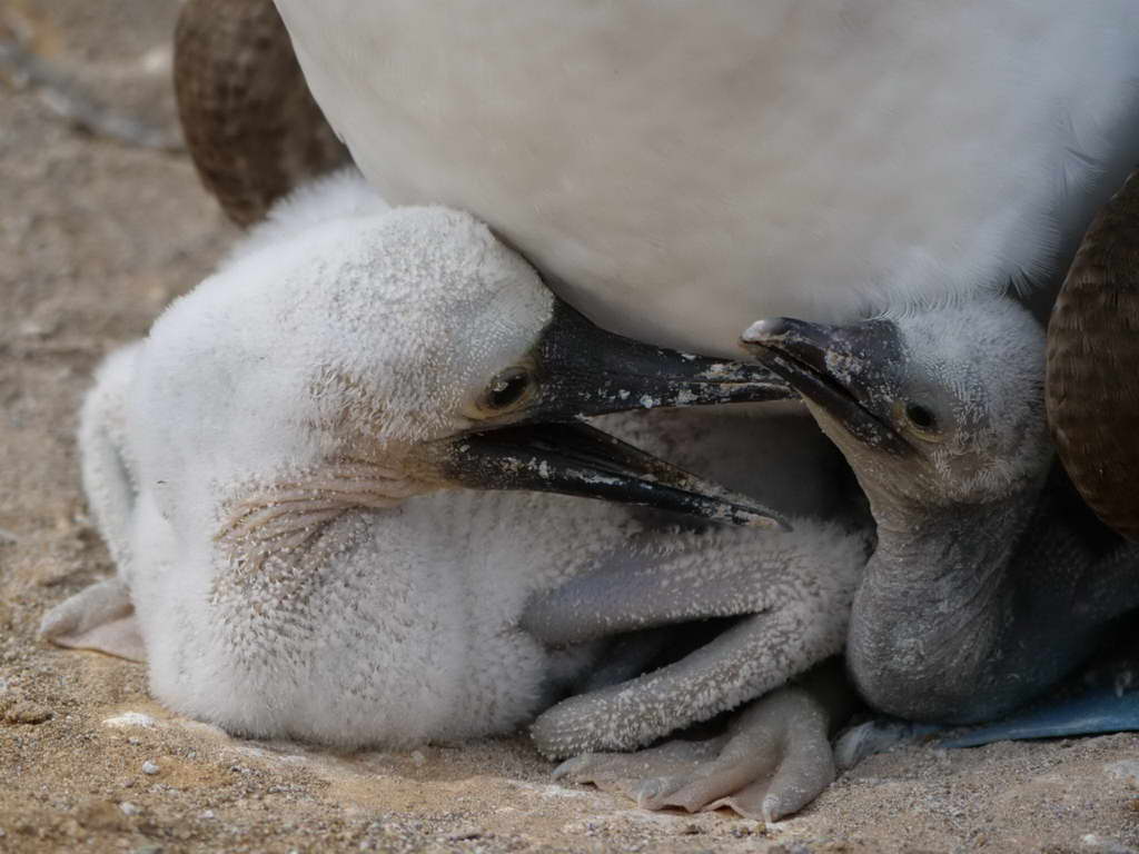 Süd- & Nordamerika 07-2017