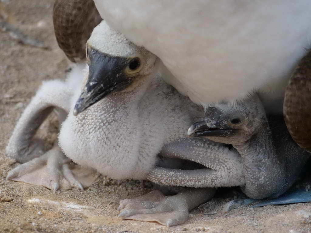 Süd- & Nordamerika 07-2017