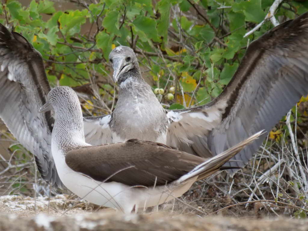 Süd- & Nordamerika 07-2017