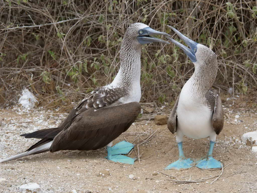 Süd- & Nordamerika 07-2017