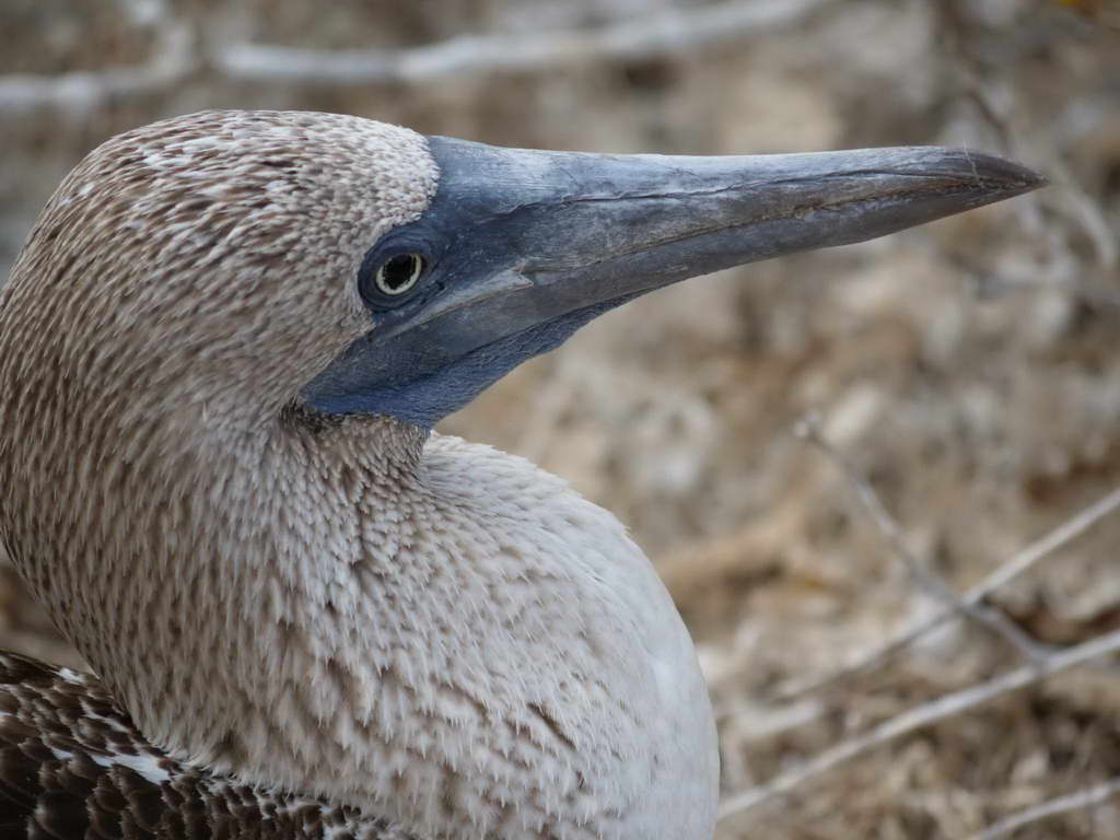 Süd- & Nordamerika 07-2017