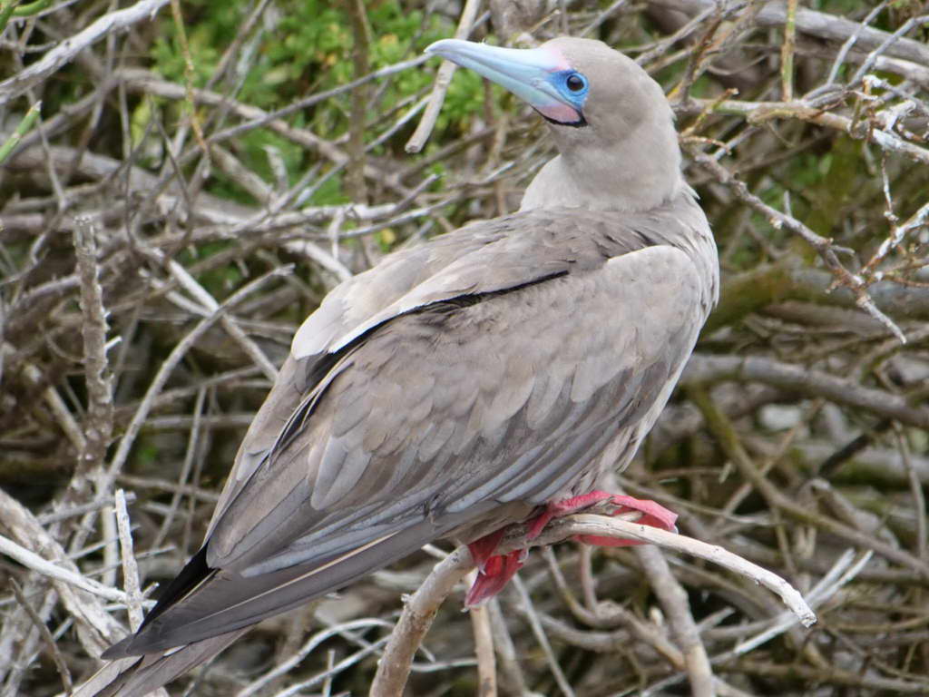 Süd- & Nordamerika 07-2017