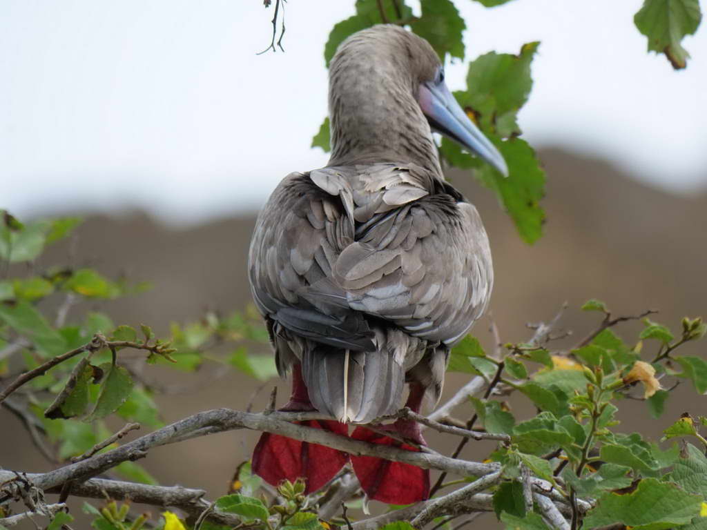 Süd- & Nordamerika 07-2017