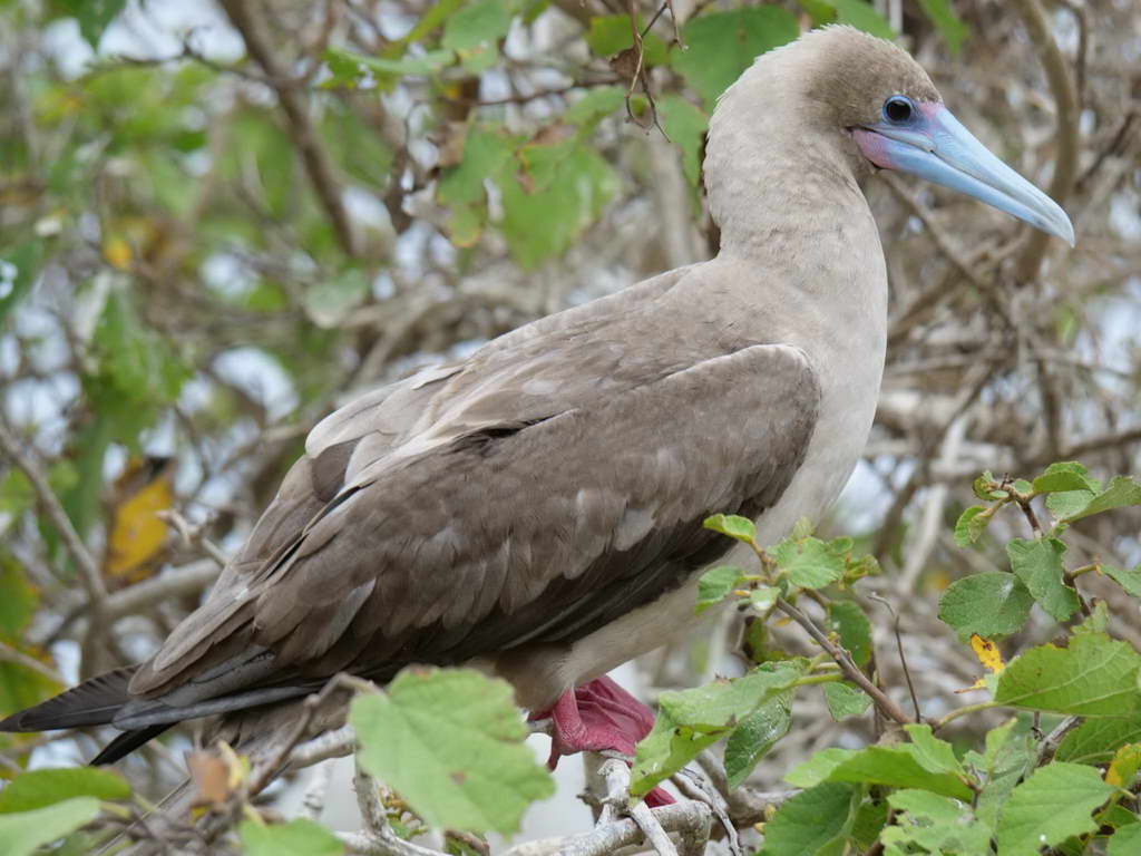 Süd- & Nordamerika 07-2017