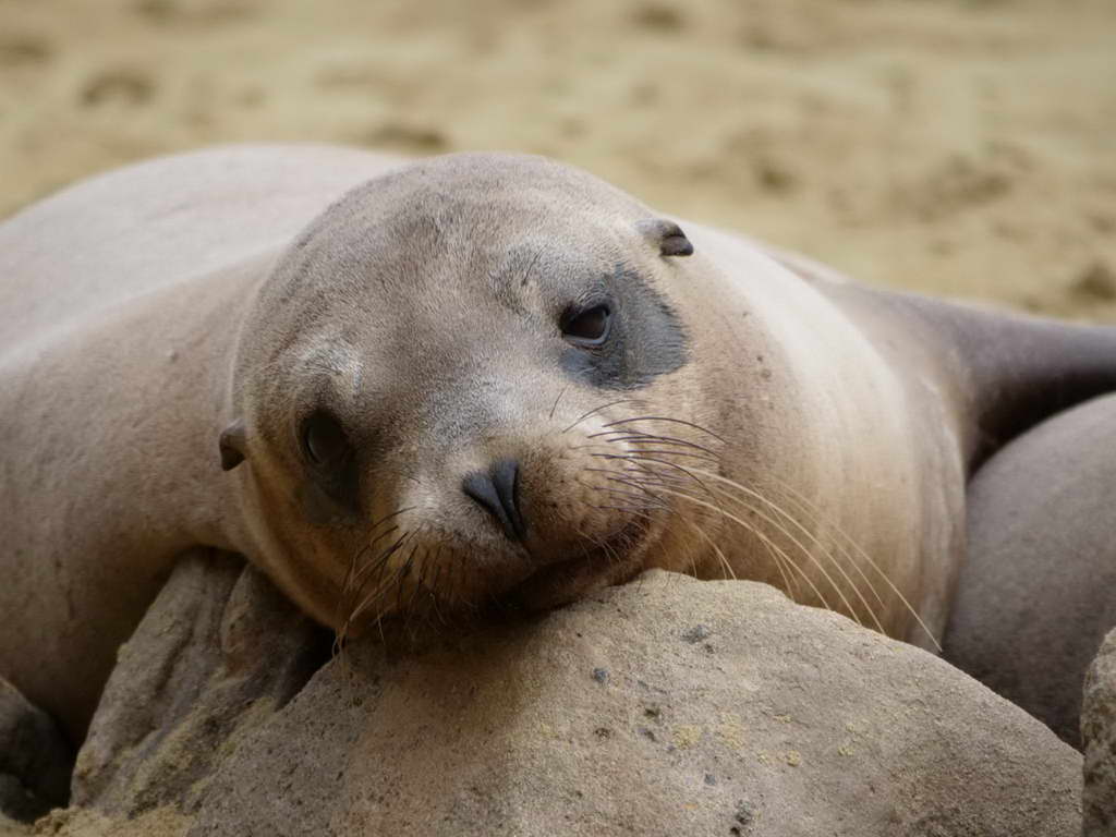 Süd- & Nordamerika 07-2017