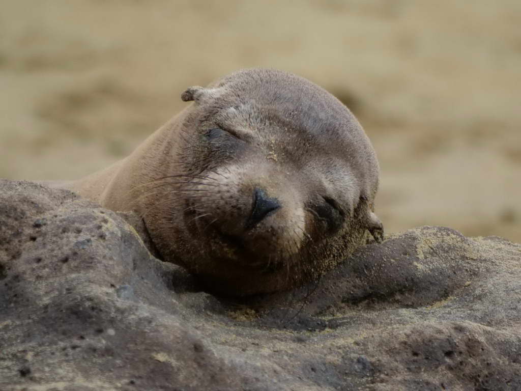 Süd- & Nordamerika 07-2017