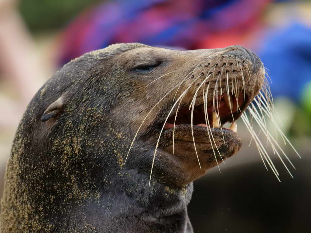 Süd- & Nordamerika 07-2017