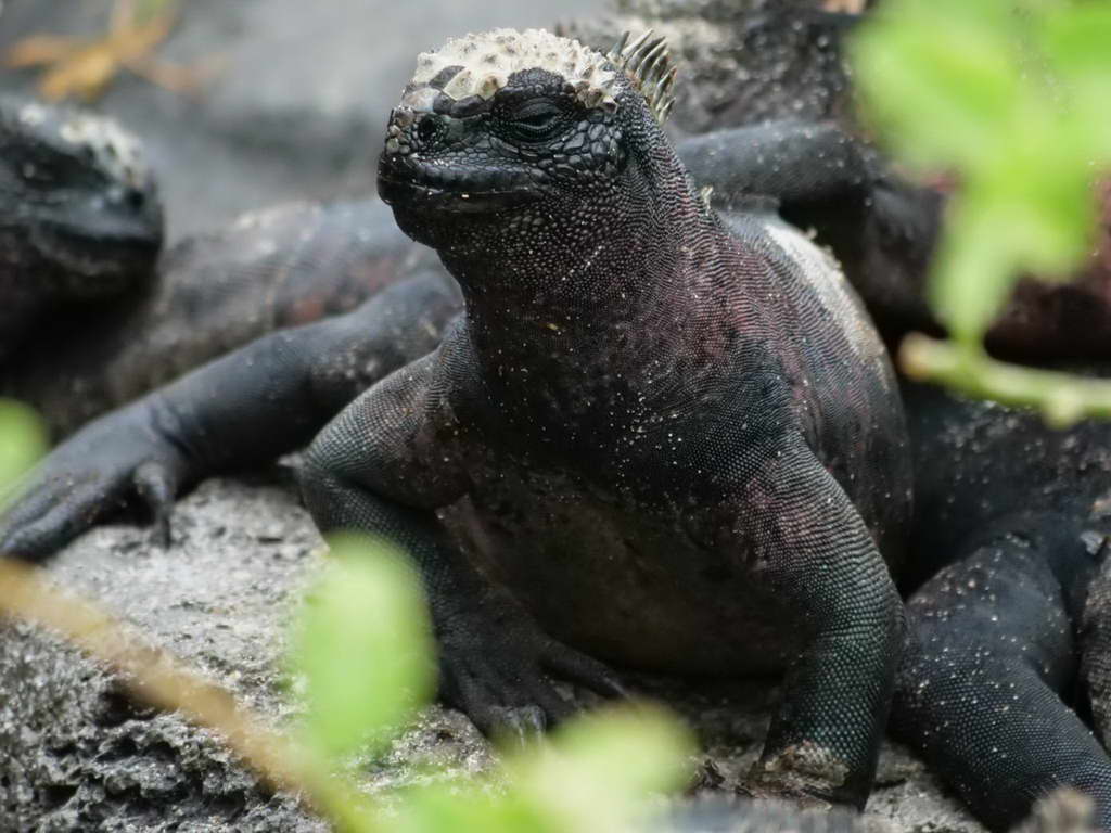 Süd- & Nordamerika 07-2017