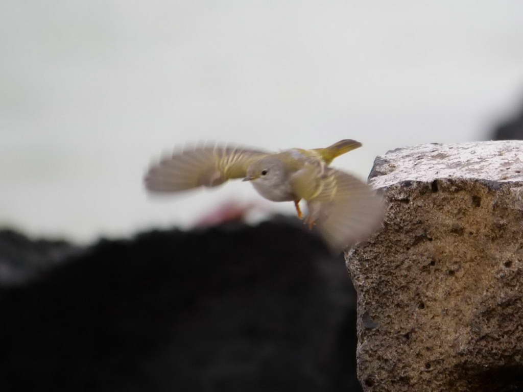 Süd- & Nordamerika 07-2017