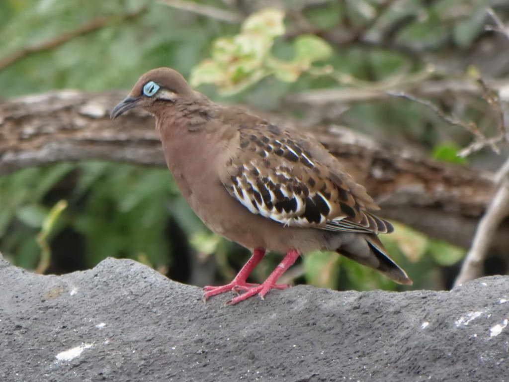 Süd- & Nordamerika 07-2017