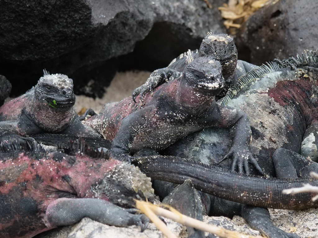 Süd- & Nordamerika 07-2017