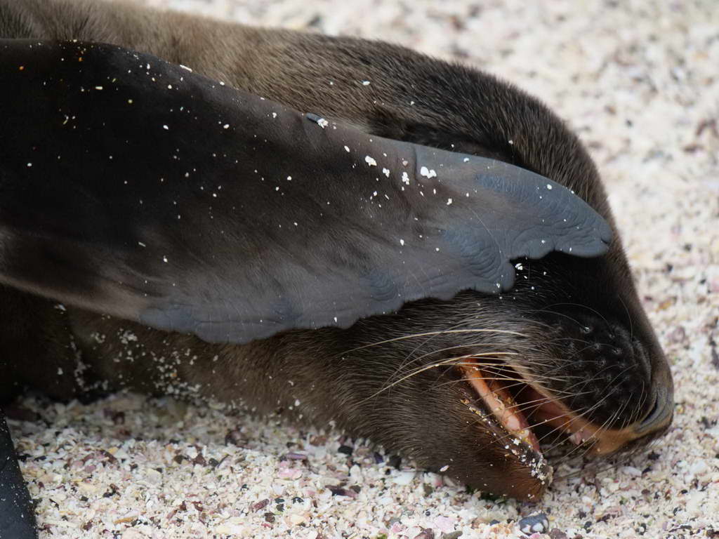 Süd- & Nordamerika 07-2017