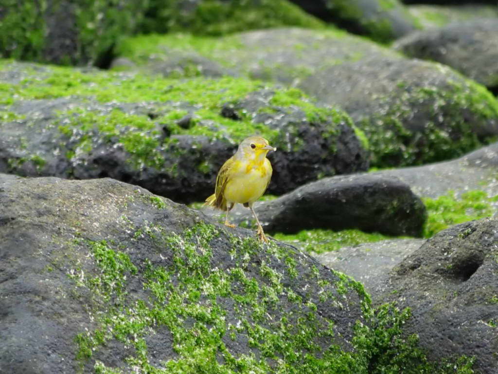 Süd- & Nordamerika 07-2017