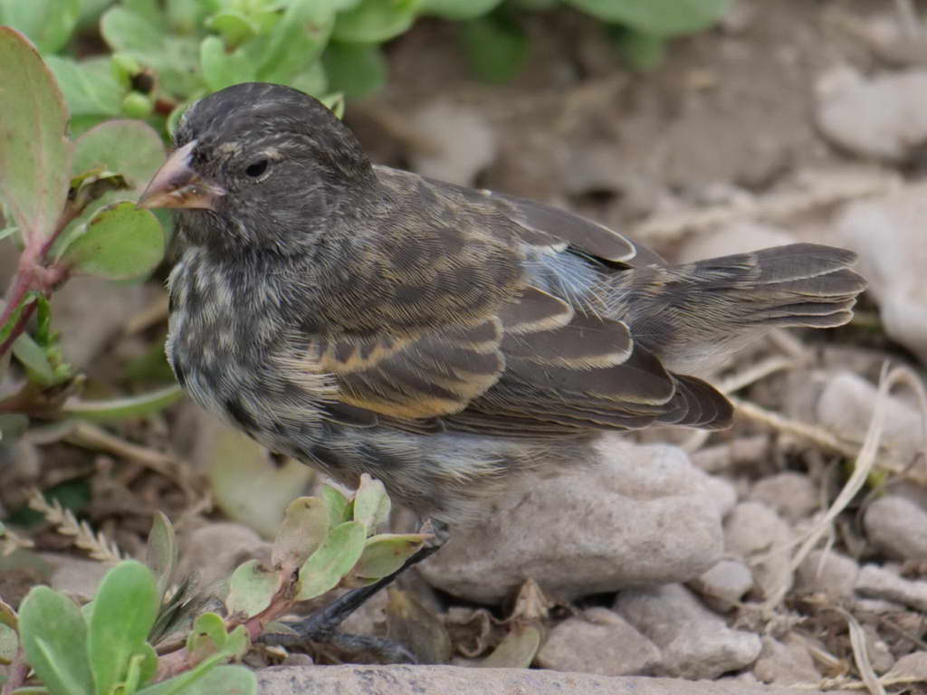 Süd- & Nordamerika 07-2017