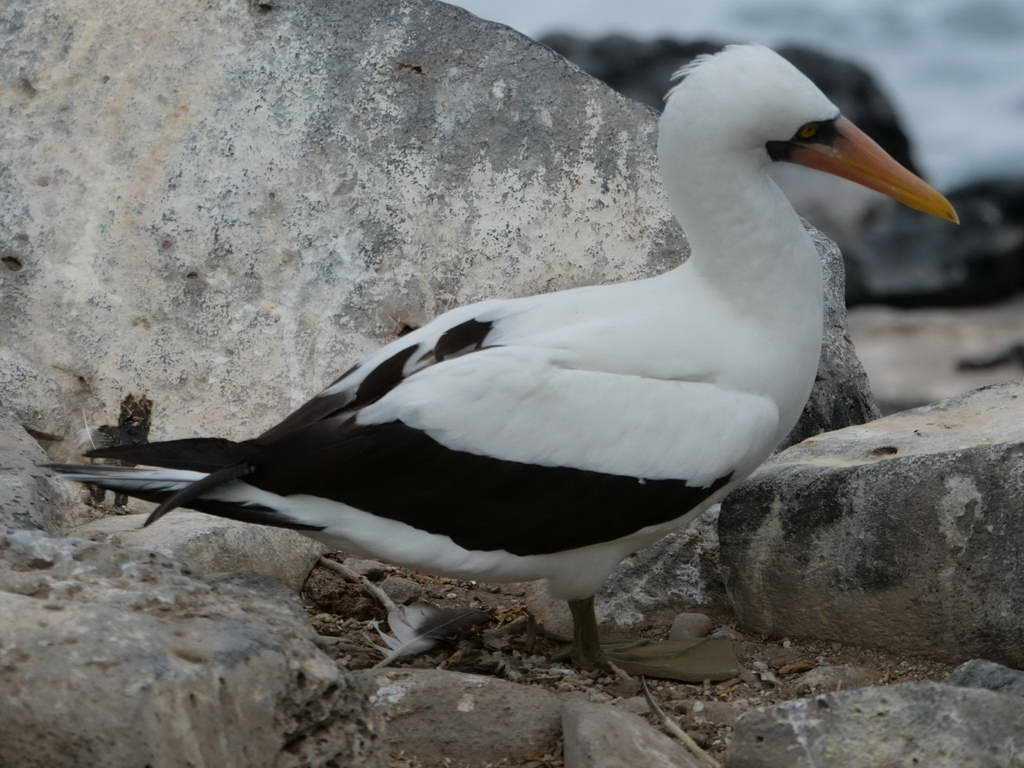 Süd- & Nordamerika 07-2017