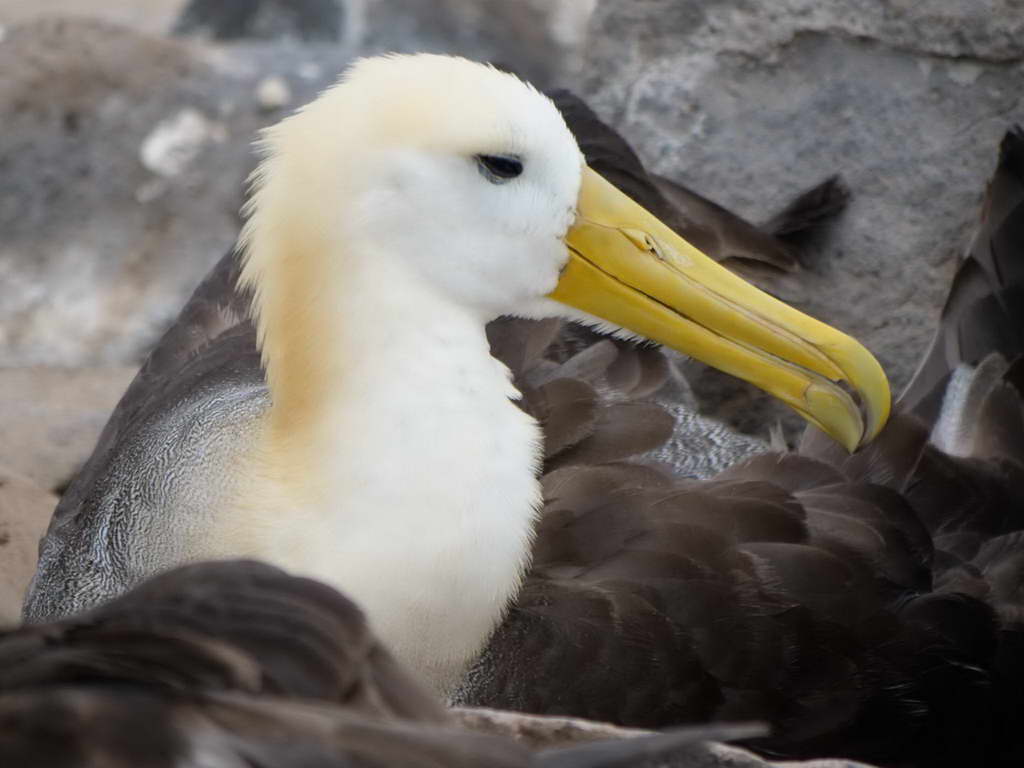 Süd- & Nordamerika 07-2017