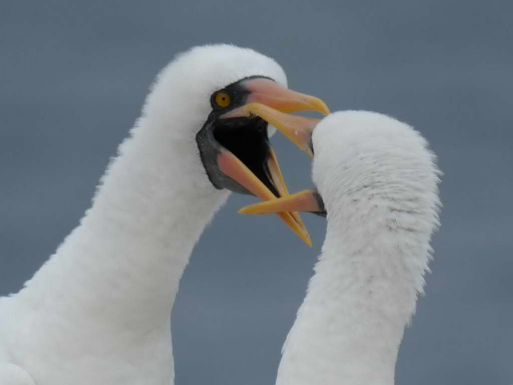 Süd- & Nordamerika 07-2017