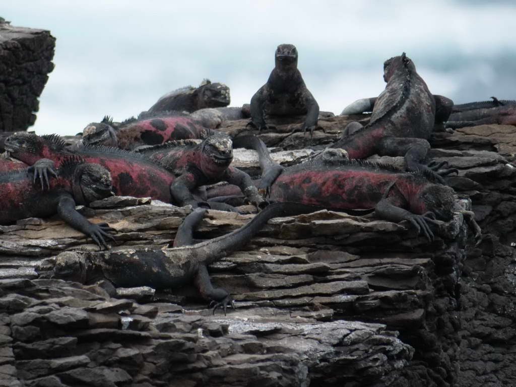 Süd- & Nordamerika 07-2017