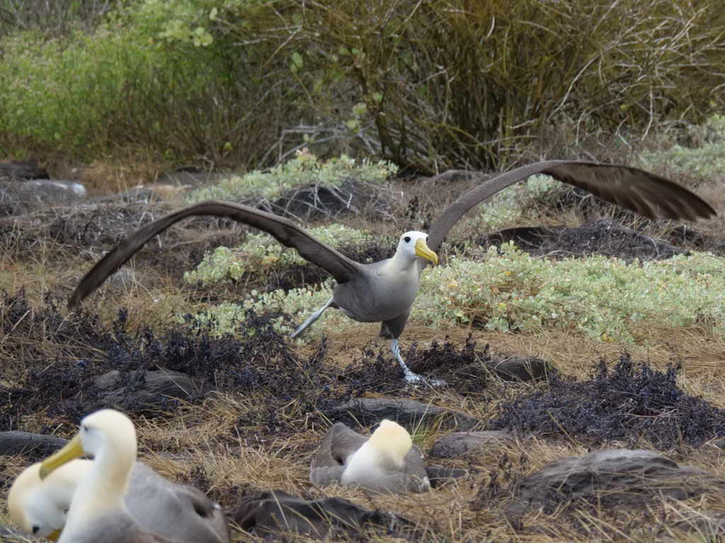 Süd- & Nordamerika 07-2017