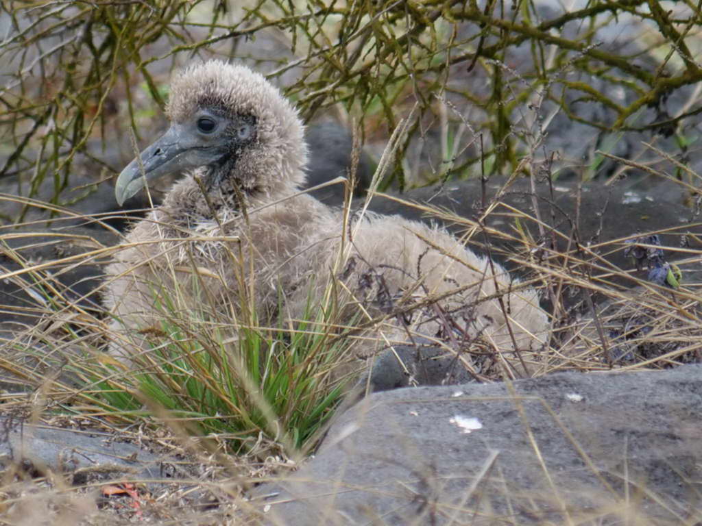 Süd- & Nordamerika 07-2017