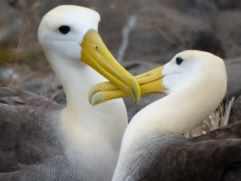 Süd- & Nordamerika 07-2017