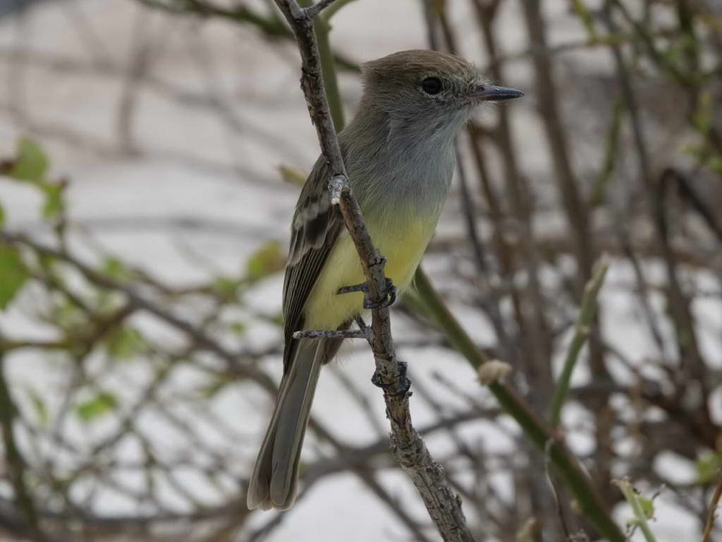 Süd- & Nordamerika 07-2017