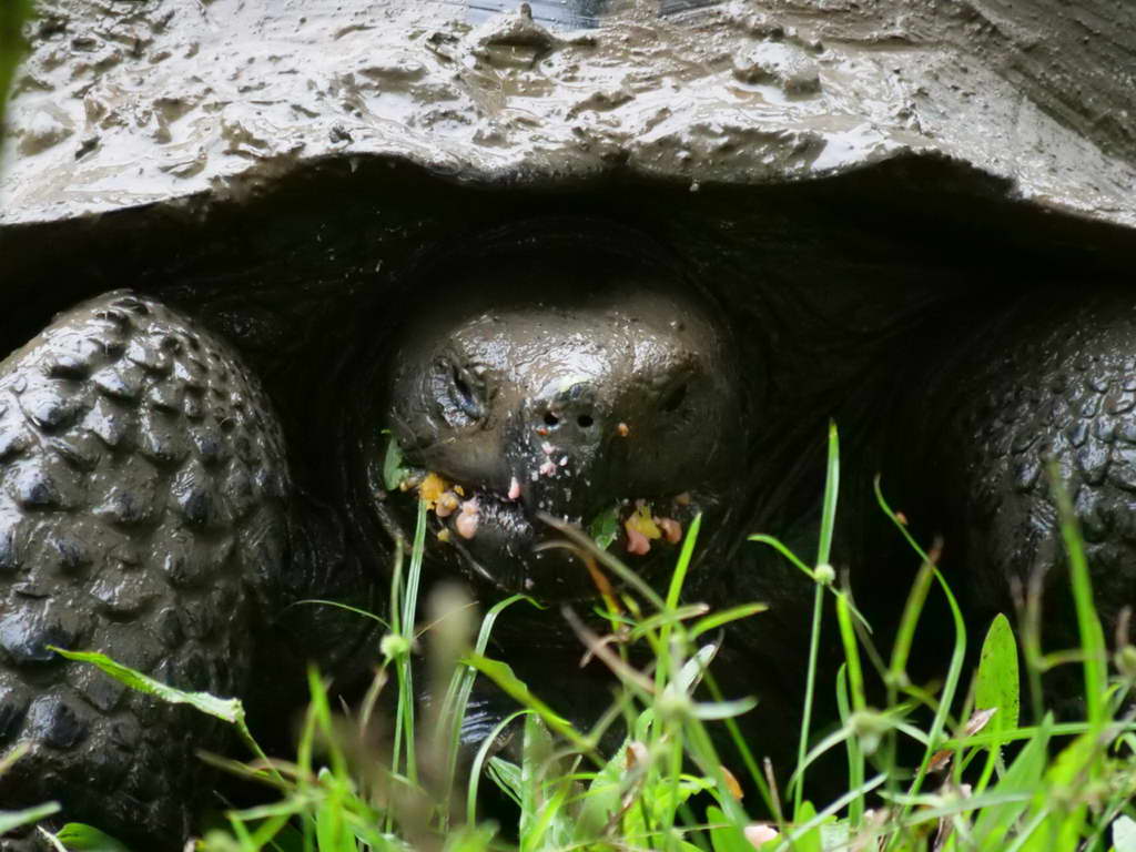 Süd- & Nordamerika 07-2017