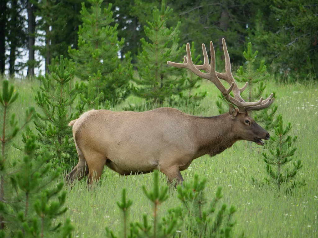 Süd- & Nordamerika 07-2017