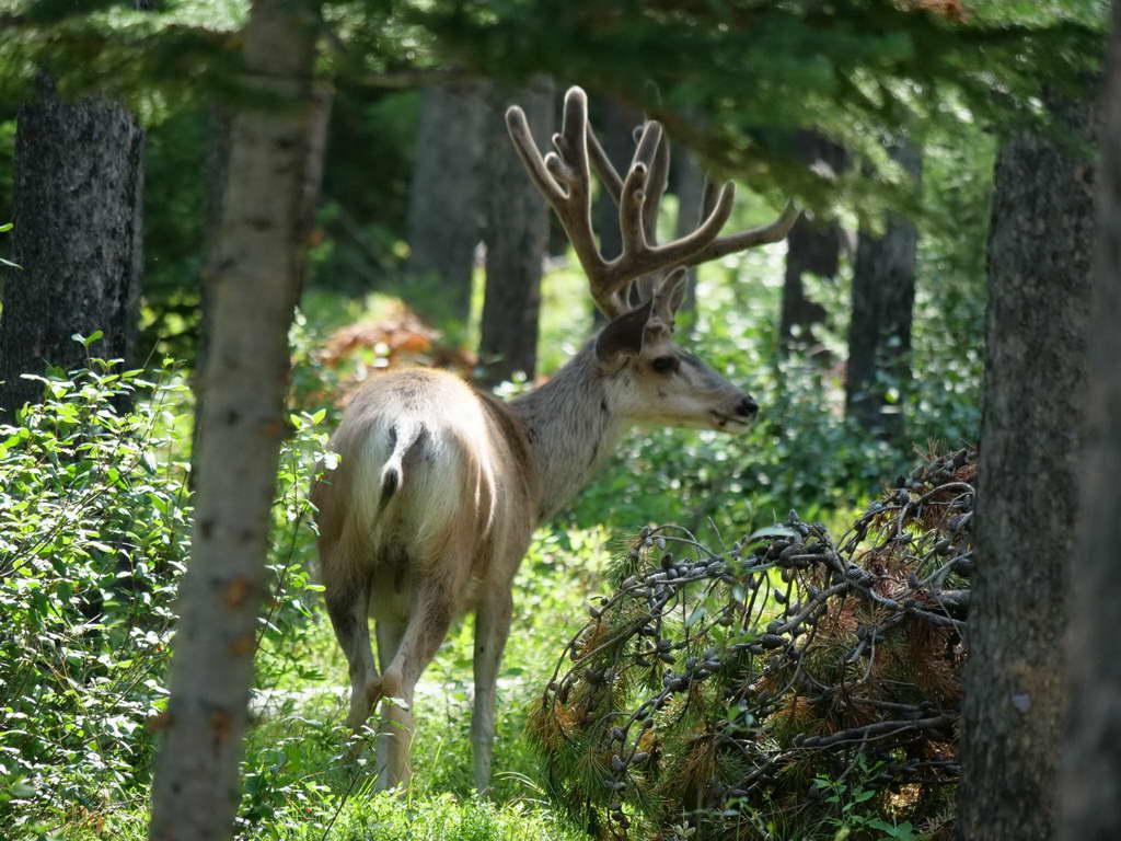 Süd- & Nordamerika 07-2017