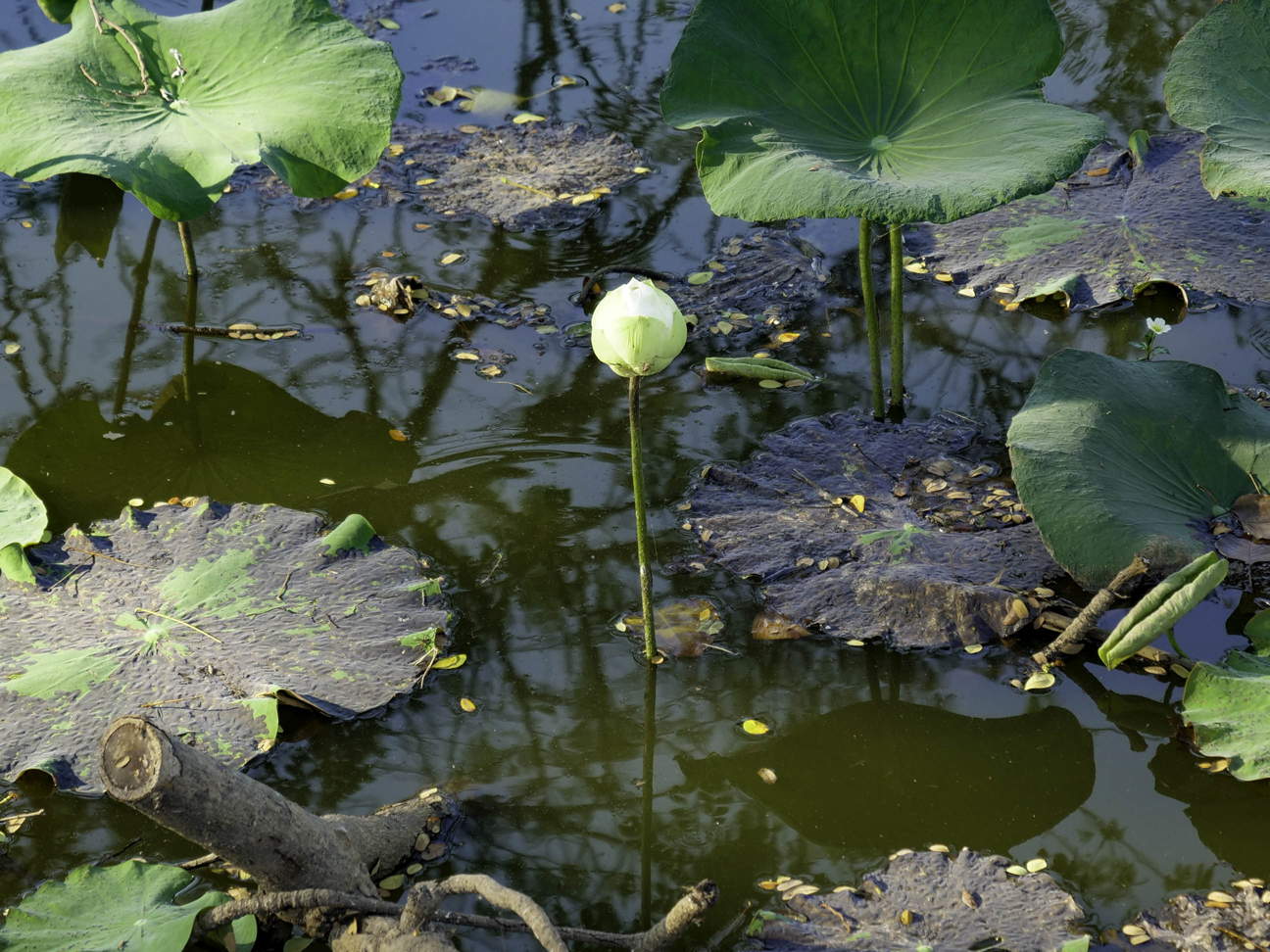 Thailand, Ban Cha Kae Kon