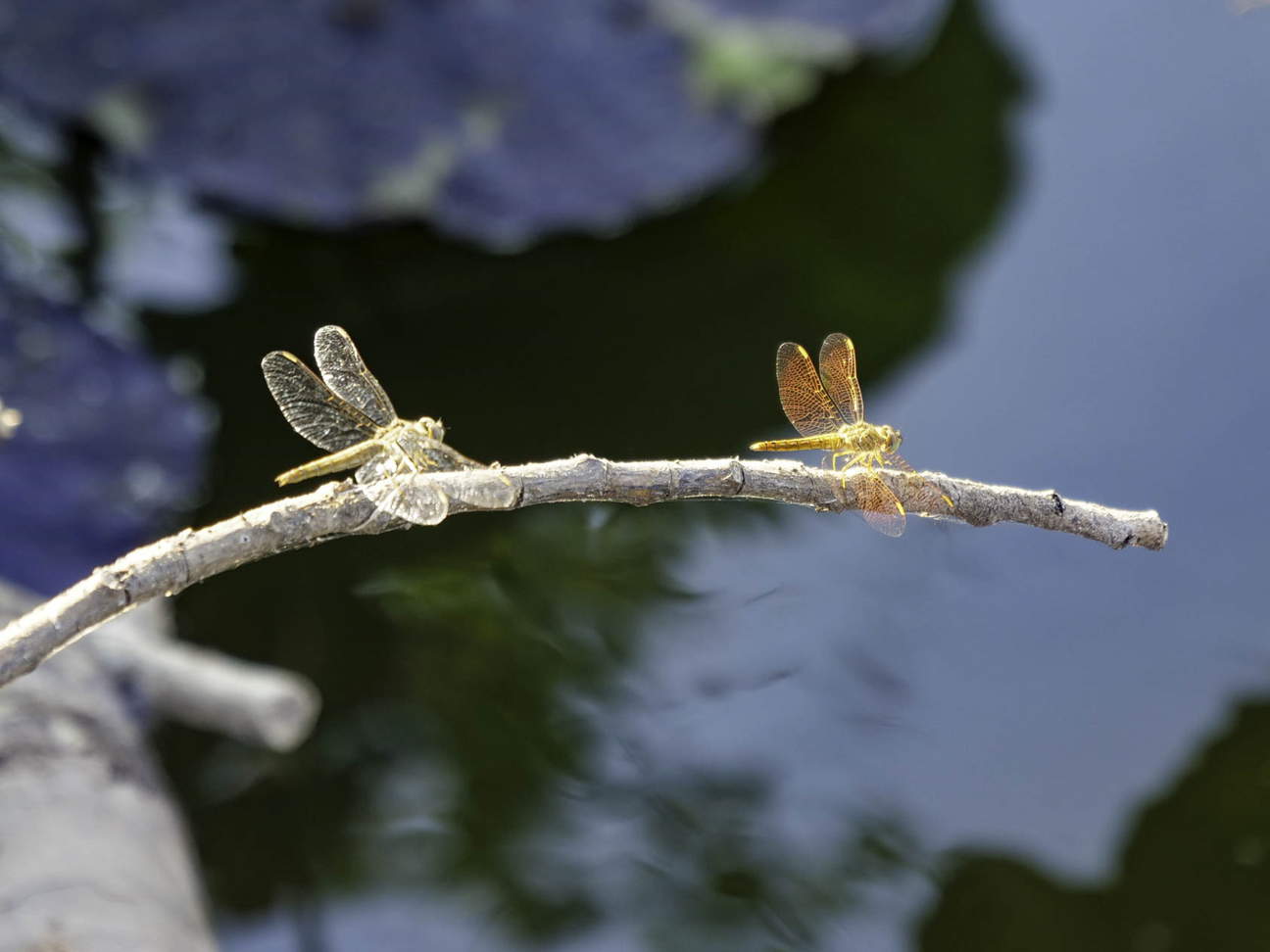 Thailand, Ban Cha Kae Kon